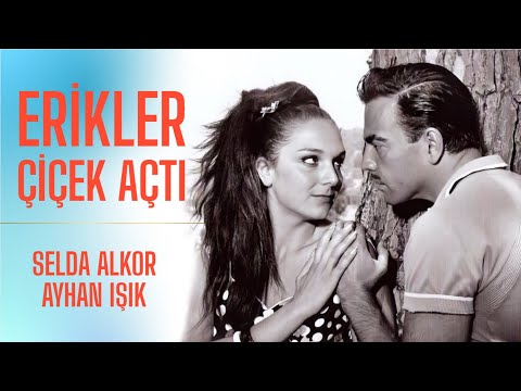 Erikler Çiçek Açtı Türk Filmi | Ayhan Işık | Selda Alkor