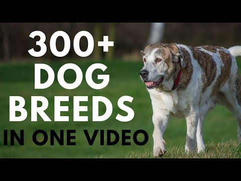 All Dog Breeds in One Video (from A to Z)