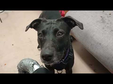 Sidney shy more white on chest 2y A867262 Lael 1y A867895 kennel 182 PACC shelter but@TRN 20250817 1