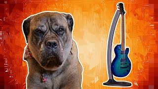 Video thumbnail for $140 PRS Guitar Stand! WOOF! by Man Bun Metal Head