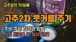 고추농사 고추2차 웃거름주는방법 고추웃거름주는 간격과 NK비료를 고추에 주는이유, 두가지 탄저병칼라병 역병 …