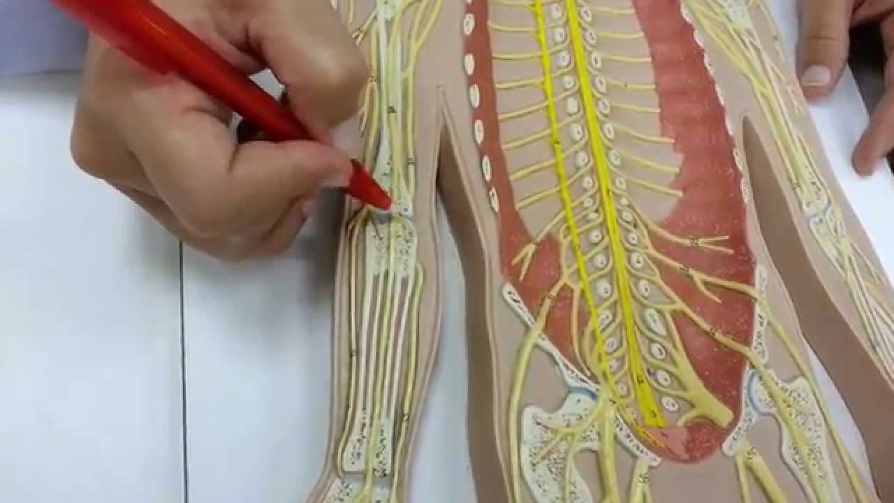 Parte 5: Nervo mediano