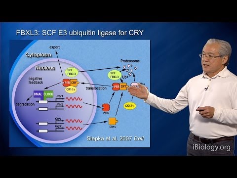 Joseph Takahashi (UT Southwestern/HHMI) Part 2: Circadian Clocks: Genetics of Mammalian Clocks