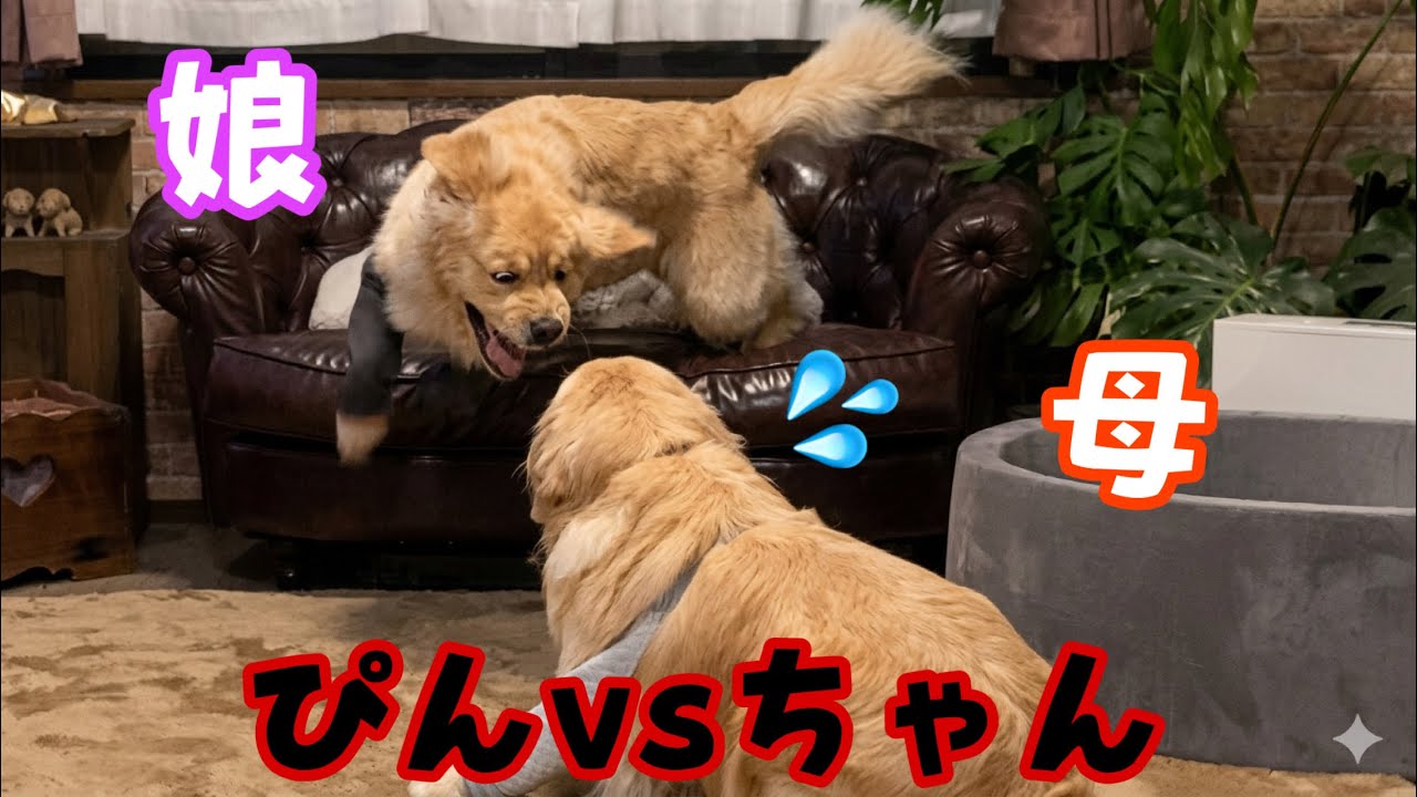 ぴんこvsちゃんこ 親子対決