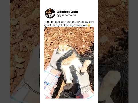 Tarlada fıstıkların kökünü yiyen tavşanı iş üstünde yakalayan çiftçi abimiz 😂