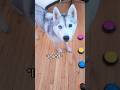 Husky Uses Her Talking Buttons To Say My Name