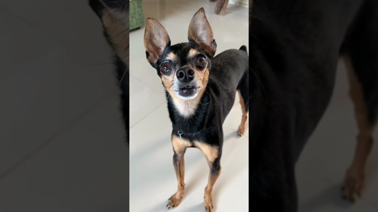 #shorts Qual a senha da wi-fi??