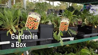 Preview image of Garden in a Box