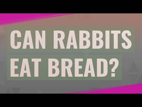 Can rabbits eat bread?