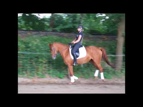 CLAIRE 4j. Hann. St. v. Con Chello - Werther -for sale VB 5.500,- Euro