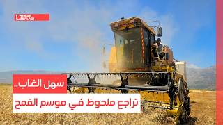 سهل الغاب.. تراجع ملحوظ في موسم القمح