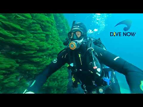 Try Scuba diving at the Best Dive Sites at the Poor Knights Islands, New Zealand with Dive Now.