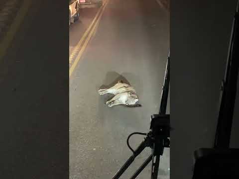 Woman almost eaten by huge mountain lion. YAKE