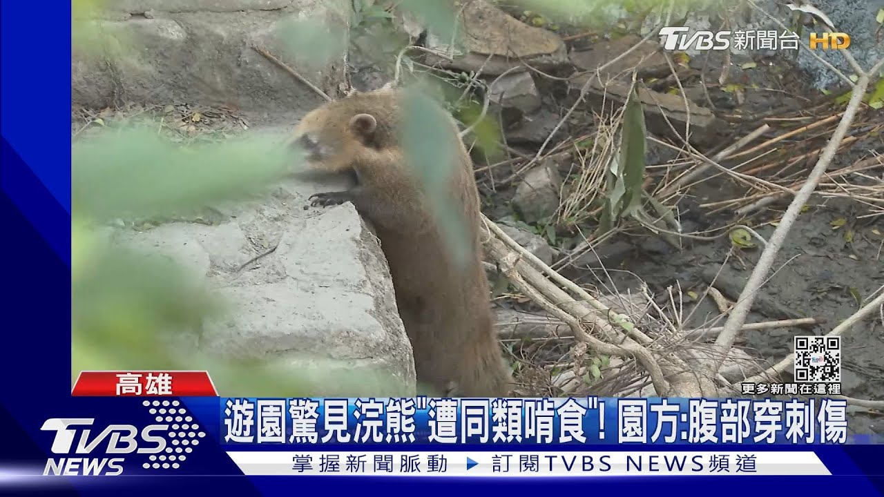 不忍!壽山動物園「浣熊」遭同伴攻擊亡又被啃