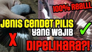 Download lagu CHARACTERISTICS OF ADULT CENDET PILIS THAT MUST BE KEPT FOR HOME AND COMPETITION‼️ mp3
