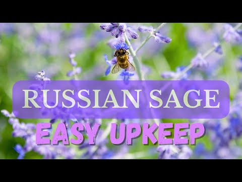 Easy Care Perennial - Russian Sage - Purple Clouds of Color All Summer - OHIO Garden