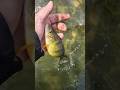Video Thumbnail for Catch and Release #fishing #shorts #perch #subscribe