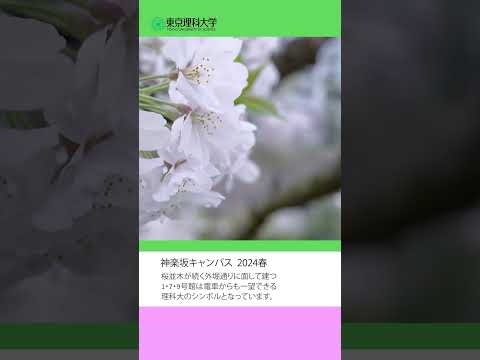 桜前線2024【神楽坂キャンパス編】#東京理科大学 #桜 #shorts