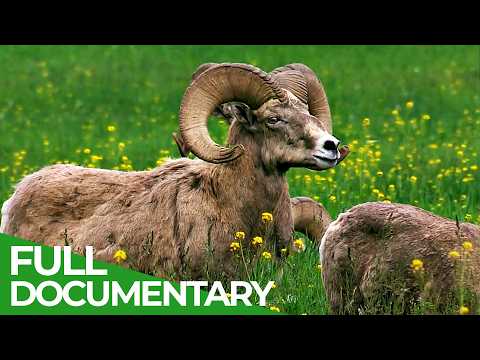 Bighorns: A Wild Connection