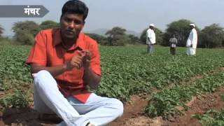 preview picture of video 'Potato farmers getting squeezed by Pepsico - Part 2'