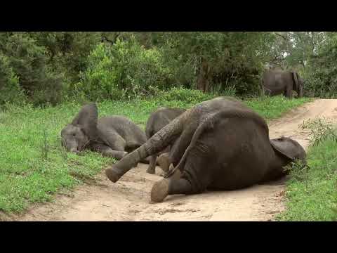 La Défonce des Animaux - intro