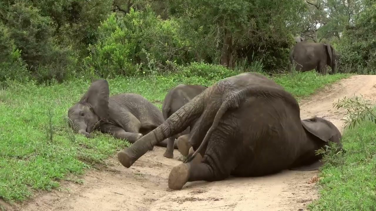 Miniature de la vidéo La Défonce des Animaux - intro du film La défonce des animaux