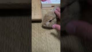 うさぎの日常その8 #うさぎ #うさぎのいる暮らし