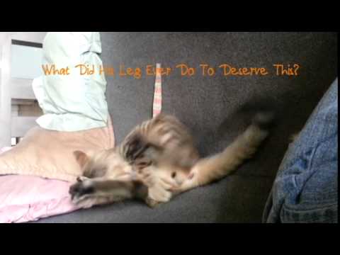 GetPetPaks.com : Bulveye! Why kill your leg?