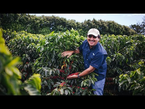 Starbucks: Ensuring the Future of Coffee for All