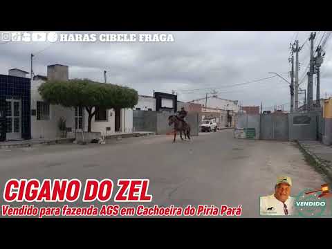 CIGANO DO ZEL Vendido para Fazenda AGS Em Cachoeira Do Piria Pará