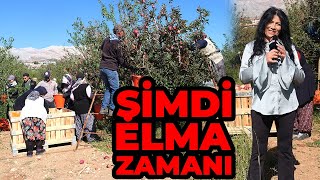 Isparta'da Elma Hasadı | Türküler, Sohbetler ve Bahçede Kahvaltı Molası