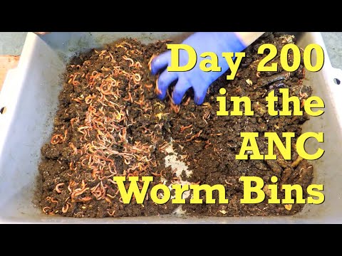 African nightcrawler worm bins fed on 200th day in service - vermicompost