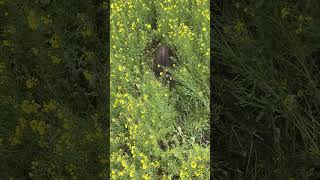 Sauen im Raps 🐗 Dickung und Äsung auf 20 ha! #hunting #sauen #wildschwein #erntejagd #jagd