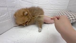 ポメラニアンの動画01