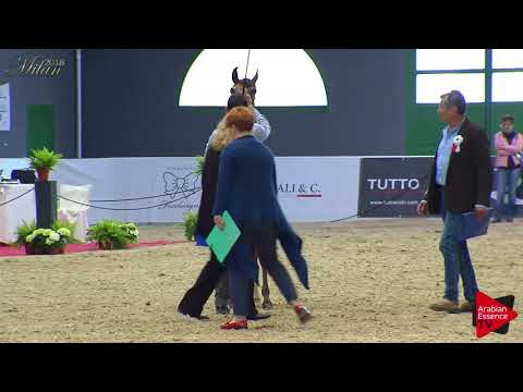 N.32 KALAHARI MA - Milan 2018 - Yearling Colts (Class 4A)