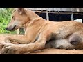 Excellent Horse And Donkey Mating First Time