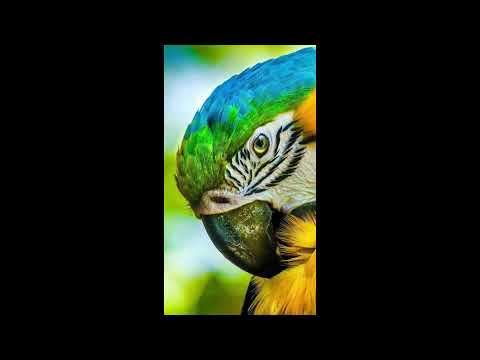 Programa: Caminho da Roça - 25/02/26 - Parte 1 - Apresentação: Paulinho