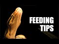 How To Switch Your Snake From Live to Frozen Rodents