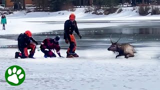 Brave men walks out on thin ice to save elk