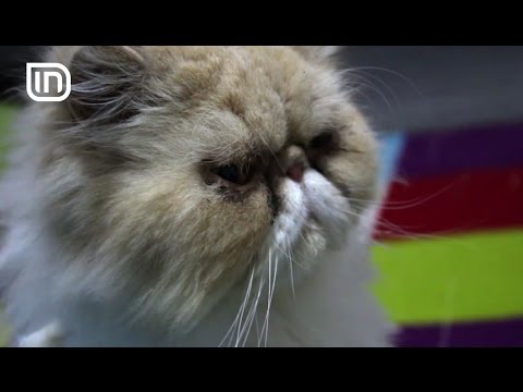 Life is Better with Friends 16112016 - Si te pastroni syte e maceve persiane