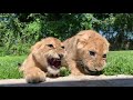 Angry Lions Cubs Roaring