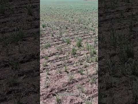 🌾60 MANZANAS EN PRODUCCIÓN 🌾 #sanvicente #tecoluca #elsalvador #zacatecoluca