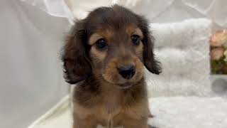 カニンヘンダックスフンドの動画01