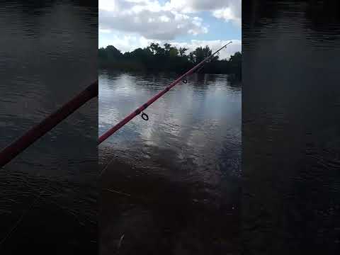 pesca de pirapita en rio #santa #lucia #pescaycocina #fishing #pesquero paso cuello