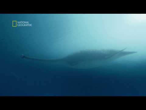 Badaliśmy dno Loch Ness w poszukiwaniu legendarnego potwora [Wyprawa na dno]