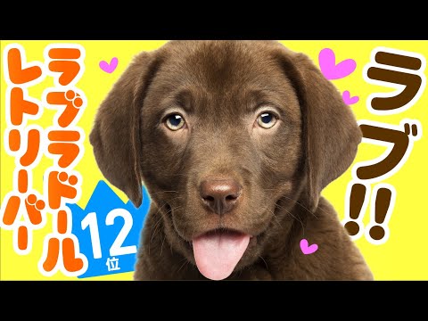 ラブラドールレトリバーの色 – グレーラブラドール