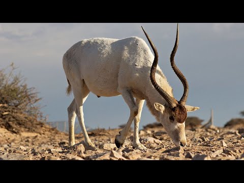 The Majestic Addax: Nature’s Desert Survivor