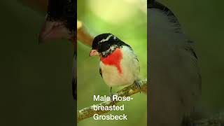 Download lagu Rose Breasted Grosbeak #shorts mp3