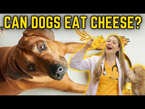 CHEESE FOR DOGS? | + Vet Explains cheese types for Dogs w/ sensitive stomachs!