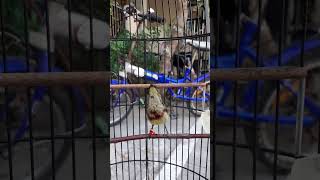 Download lagu KONIN TROTOL GACOR , GAYA MEWAH . KONIN TROTOL 060924 #konin mp3 Download lagu KONIN TROTOL GACOR , GAYA MEWAH . KONIN TROTOL 060924 #konin mp3